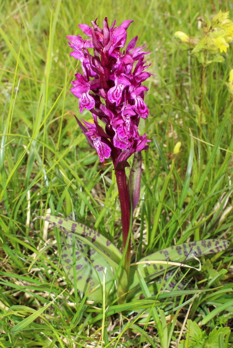 Orchidee dallAlto Adige